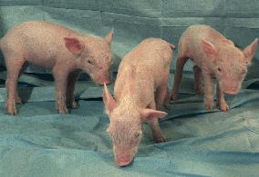 U.S., Korean scientists clone 'knock-out' pigs